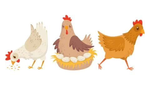 Hen Sitting on Eggs and Walking in the Yard Vector Set Stock Illustration