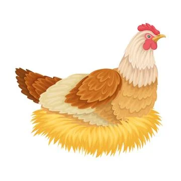Hen Sitting on Eggs Isolated on White Background Vector Illustration Stock Illustration
