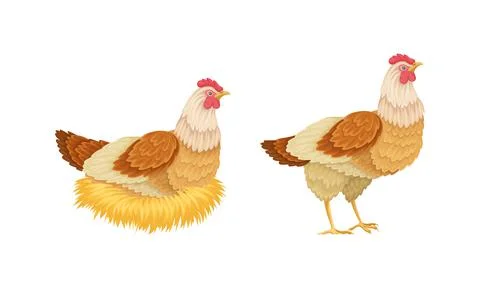 Hen sitting in a nest hatching eggs. Poultry breeding vector illustration Stockillustratie