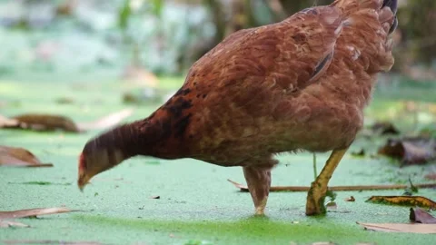 Hen Slow-Motion Video 動画素材 304845630