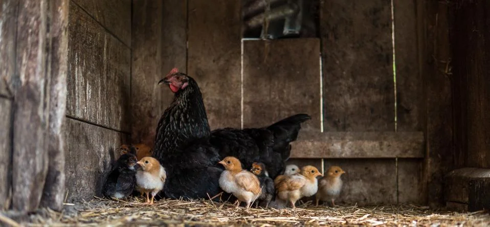 Hen with small chicken Foto stock