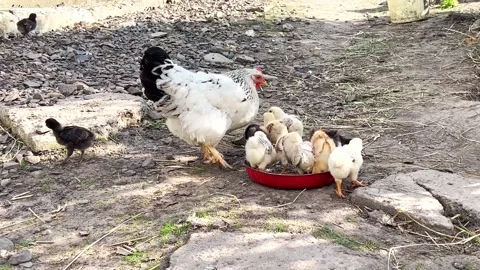 A hen with small chicks Stock Footage 201166255