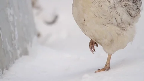 Hen in snow Stock Footage 77047144