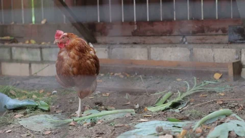 A hen standing alone Stock Footage 119956986