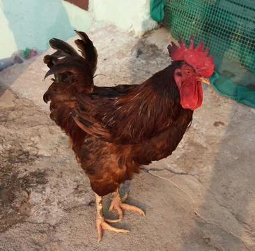 The hen standing and looking back Stock-Fotos