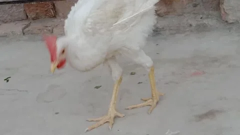 Hen Standing Directly in Front of the Camera 스톡 동영상 346938348
