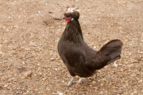 Hen standing on the Ground closeup macro Stock Photos