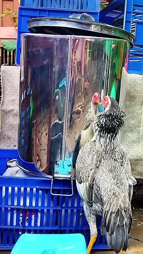 The Hen starting fight with her shadow Zoom in Stock Footage 287708345