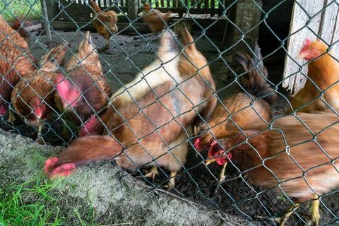 Hen stuck her head through wired fence and pech grass Stock Photos