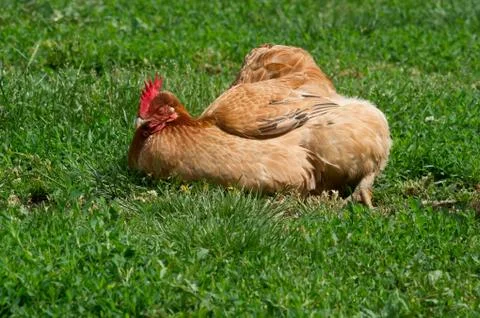 Hen sunbathing Stock Photos