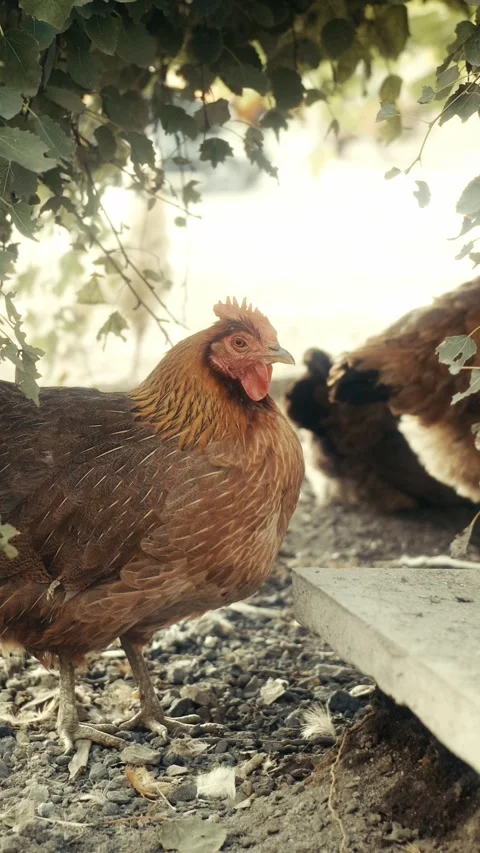 A hen in the sunny glow Stock Footage 314186645