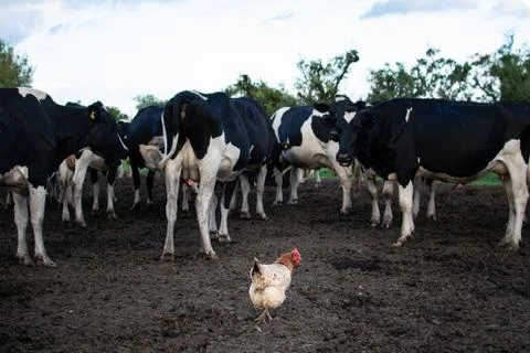 A hen surrounded by cows, a lone hen among the cows. Stock Photos