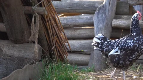 The hen takes off from the corral Stock Footage 145222133