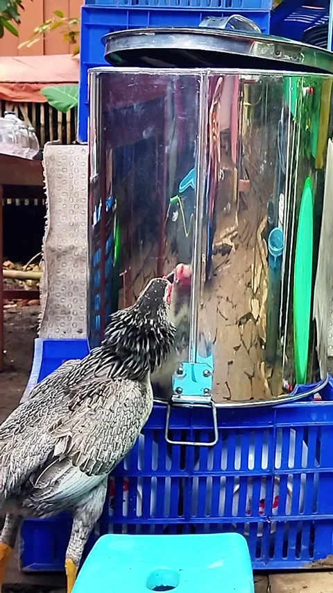 The Hen Think How to Pack her Shadow Stock Footage 287708655