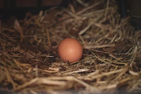 The hen took the egg on the straw. Stock Photos