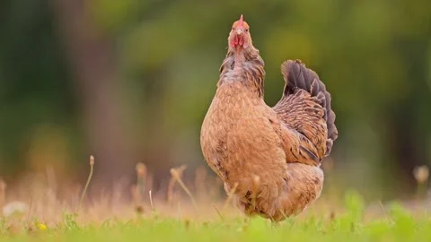 Hen on a traditional free range organic farm Stock Footage 278432575
