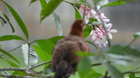 Hen on the tree Stock Footage 300761437