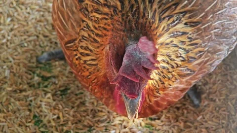 Hen trying to hide its egg. Stock Footage 304648180