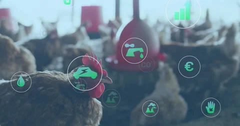 Hen turning on poultry farm data driving CO2 water chart icons pulsing around Stock Footage 331349723