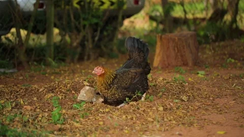 Hen with two chicks digging the ground looking for something Stock Footage 77448412
