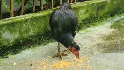 Hen village Stock Footage 218444283