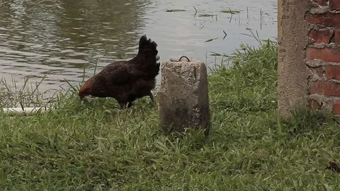 Hen walking along fish hatchery pond in Santander, Colombia Stock Footage 88388394