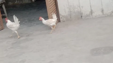 Hen Walking Around the Home in a Calm Everyday Moment Stock Footage 346427984