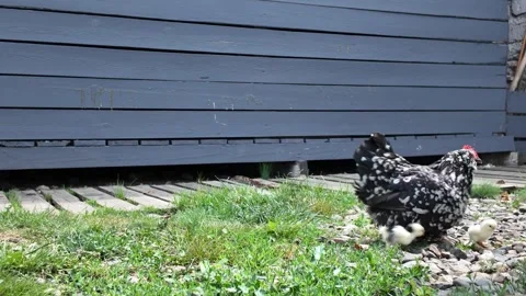 Hen Walking with Chicks in Backyard Garden Stock Footage 346787844