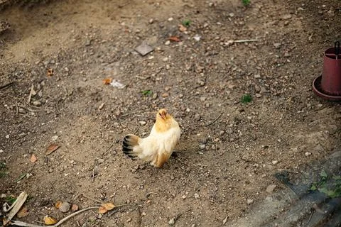 Hen Walking On The Floor Stock Photos