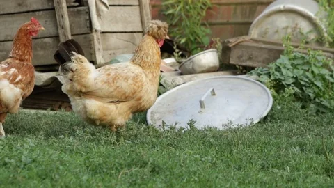 The hen is walking 库存影片 79757962