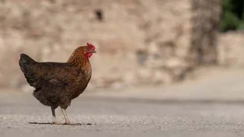 Hen walking Stock Footage 184392241