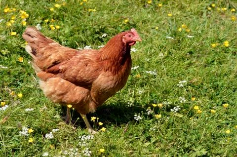 Hen walking on grass Stock Photos
