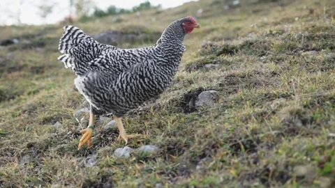 Hen walking on the grassy landscape Stock Footage 77813250