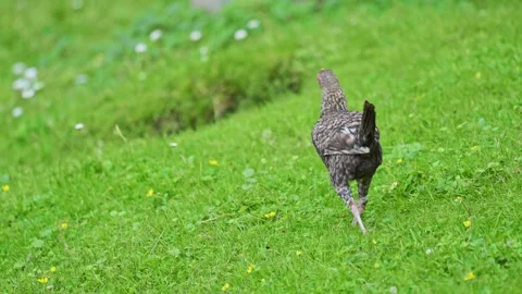 Hen walking on green grass in summer Stock Footage 278654371