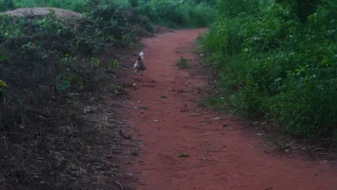 Hen walking on the mud road with bushes on both sides Stock Footage 77445257
