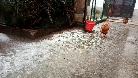 Hen walking in the snow Vídeo Stock 266052781