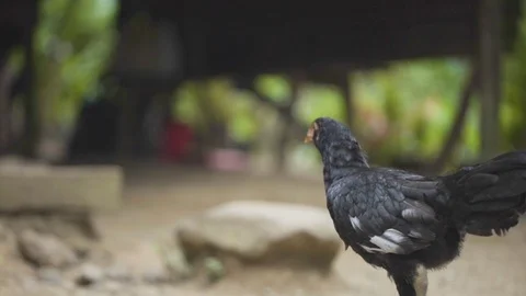 Hen walking in a village Stock Footage 108740451
