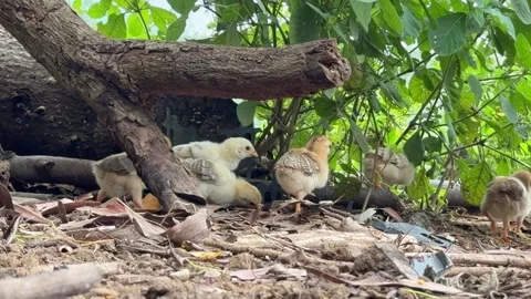 Hen walks through fallen branches and grass with a group of chicks nearby Video stock 326661450