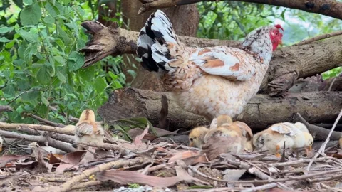 Hen wanders among branches and dry leaves as a large brood of chicks follows Stock Footage 324802535