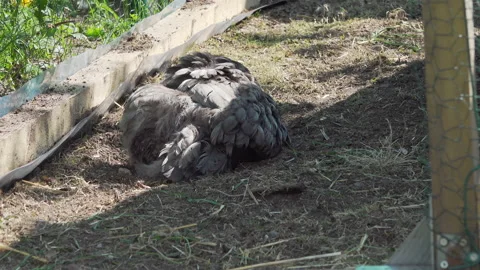 Hen is washing in ground. Bathing helps to clean feathers from grease, dirt Stock Footage 195044725