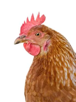 Hen on white background Stock Photos
