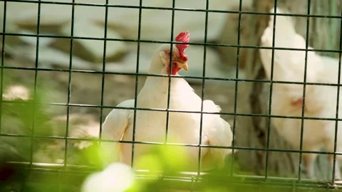 A hen with white feathers her head cleans between her feathers. Stock Footage 254494415