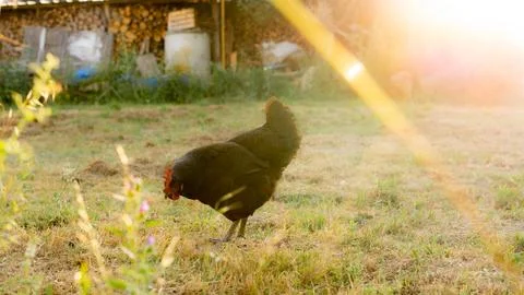 Hen in the wild Stock Photos