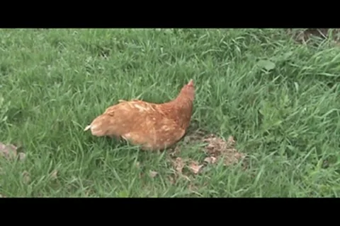 Hen in wind Stock Footage 7760499