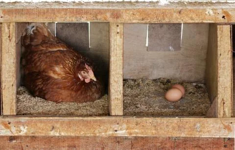 Hen in a wooden nesting box laying an egg. Stock Photos