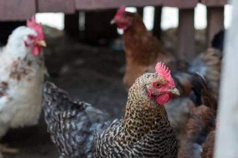 Hen at yard Stock Photos