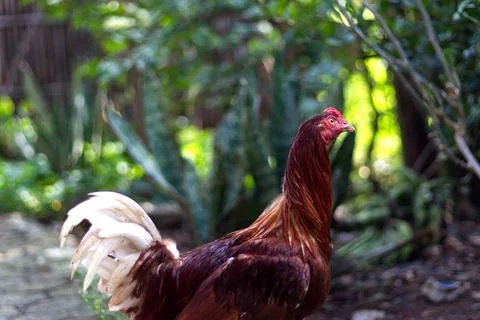 A hen in the yard Stock Photos