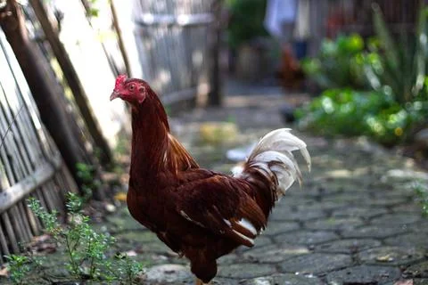 A hen in the yard Stock Photos