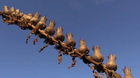 Henbane Hyoscyamus niger seeds boxes in autumn Stock Footage