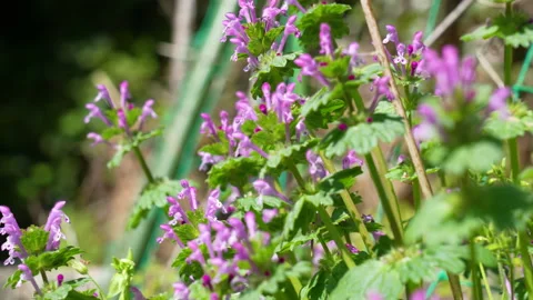 Henbit deadnettle. Stock Footage 151002117